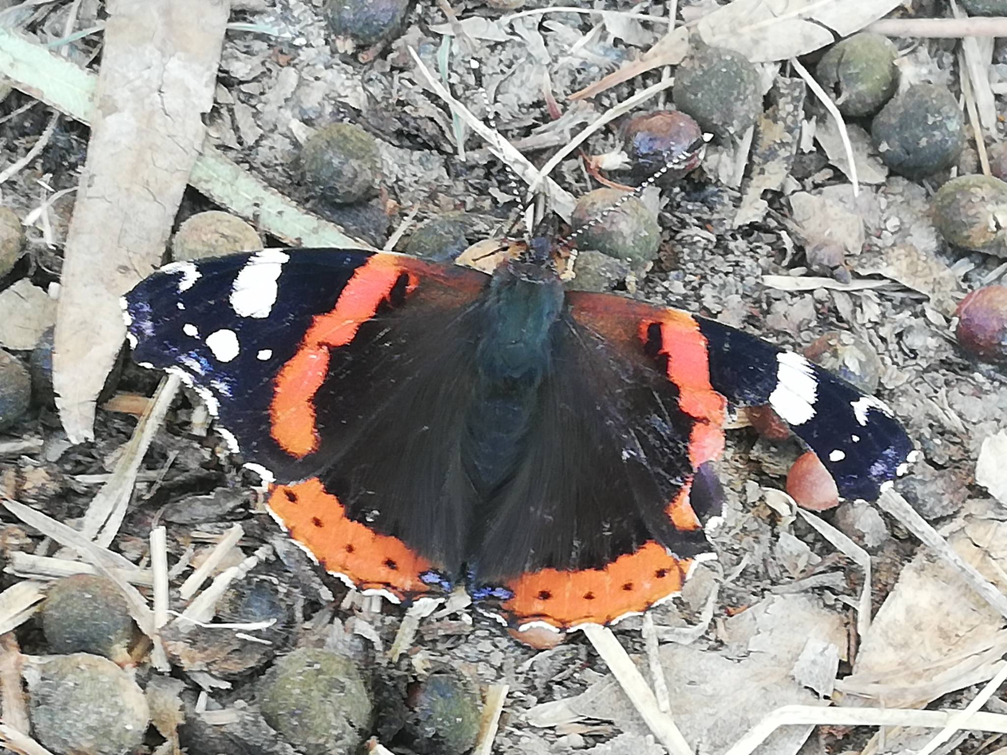 Descanso